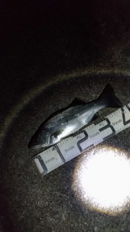 5/8釣果　アジ38センチとヒラスズキ！