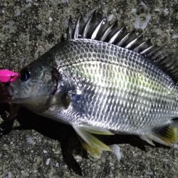 バチシーは何処へ？