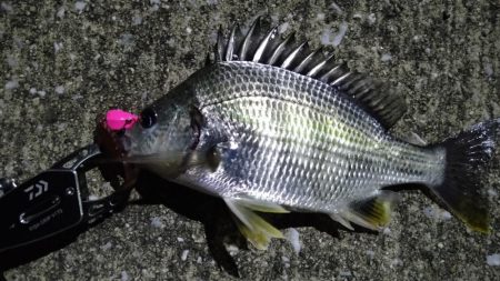 バチシーは何処へ？