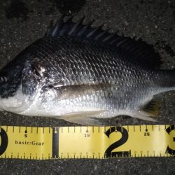 バチシー諦めチニング