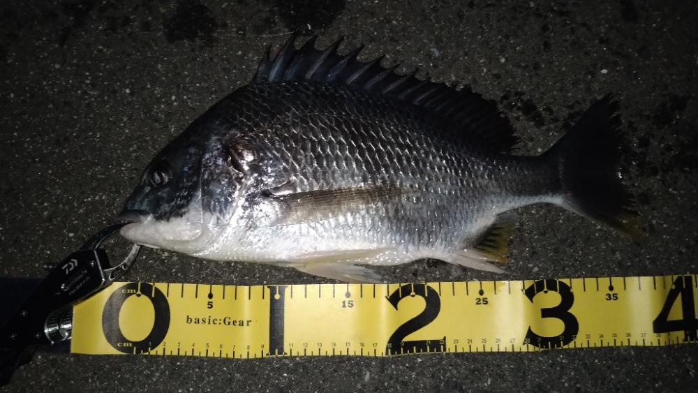 バチシー諦めチニング