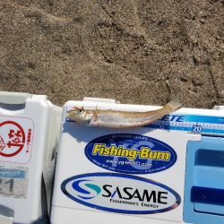 高浜方面のキス調査