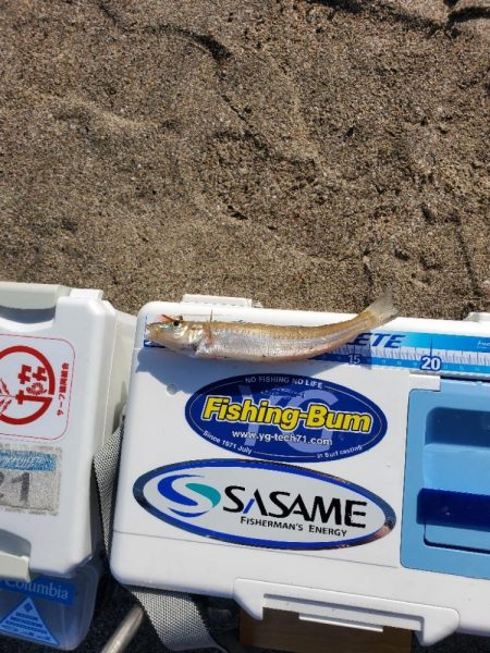 高浜方面のキス調査