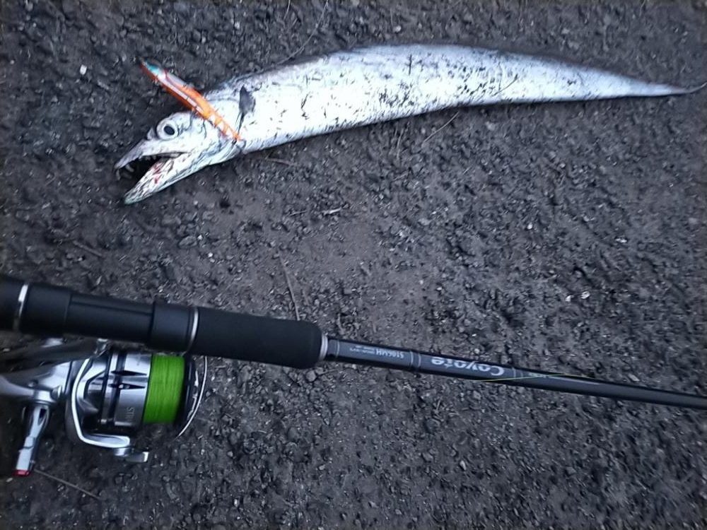 陸っぱりタチウオ