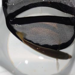 アジ釣り初心者釣行