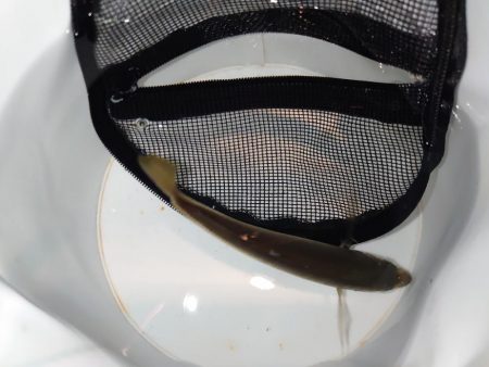 アジ釣り初心者釣行