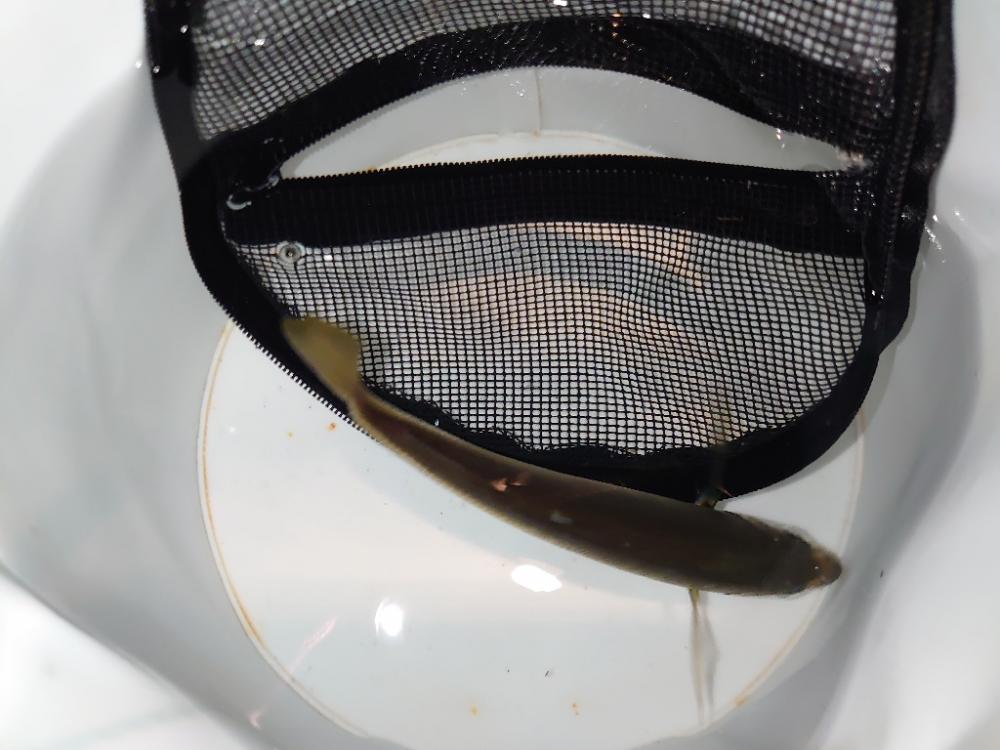 アジ釣り初心者釣行