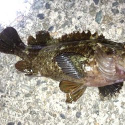 ちょい投げヘッドでクロソイが53秒で入れ喰い