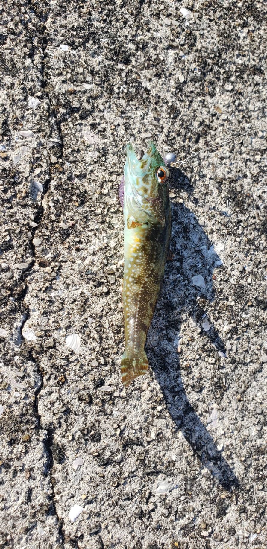 アジを探し@唐尾