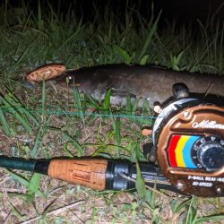 ナマズの居場所