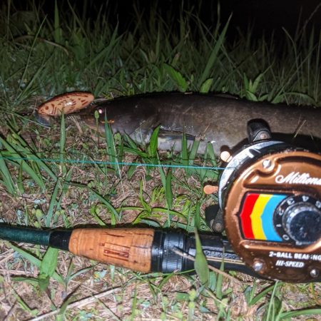 ナマズの居場所