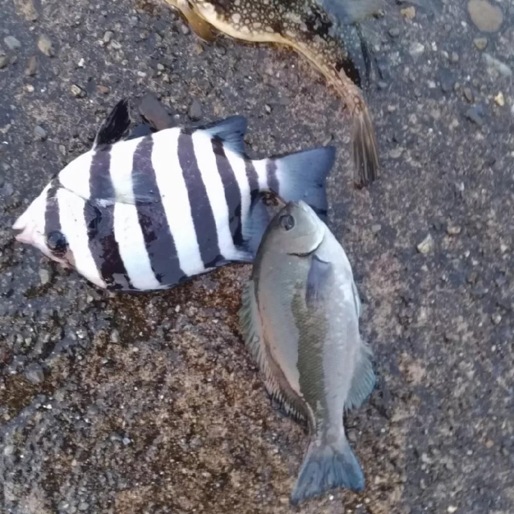 5/1釣果　土砂降り中紀