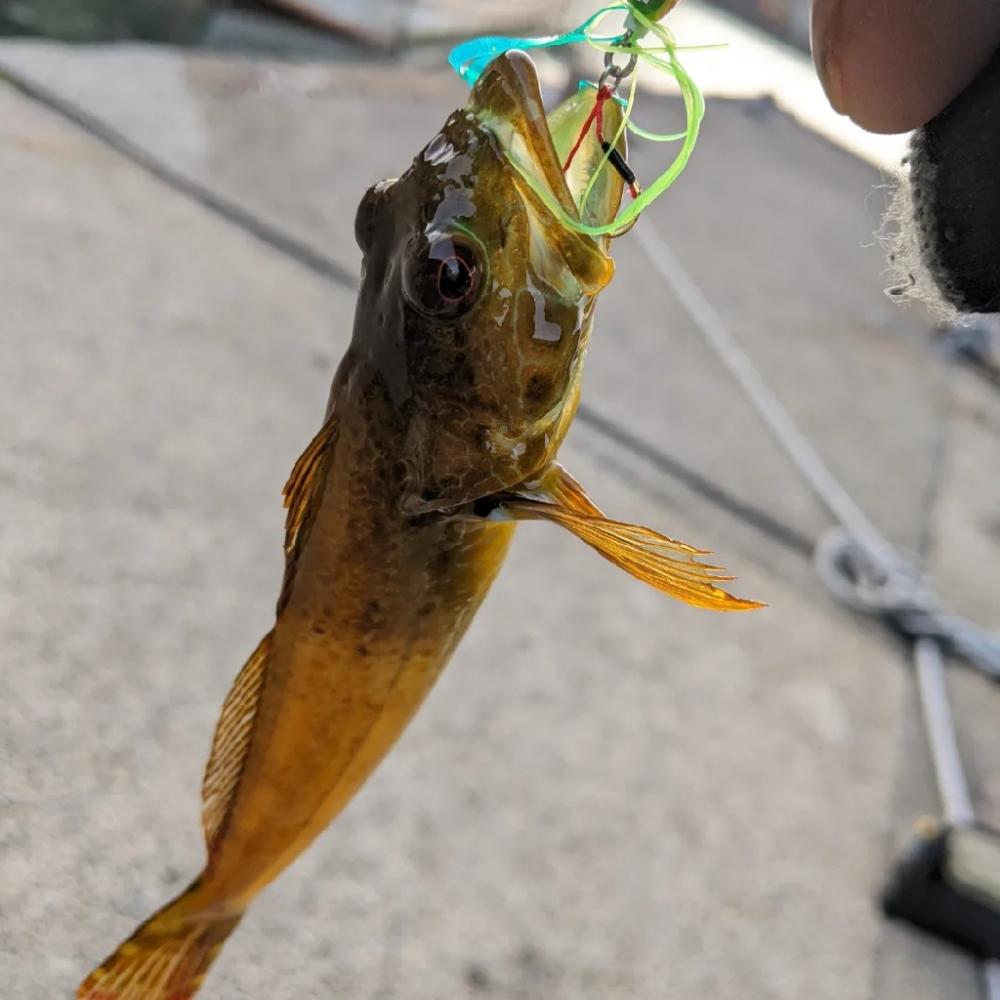日本海五目釣り