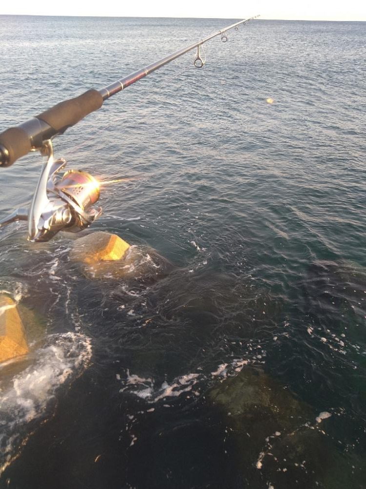 茶色いやつと羽根が綺麗なやつ