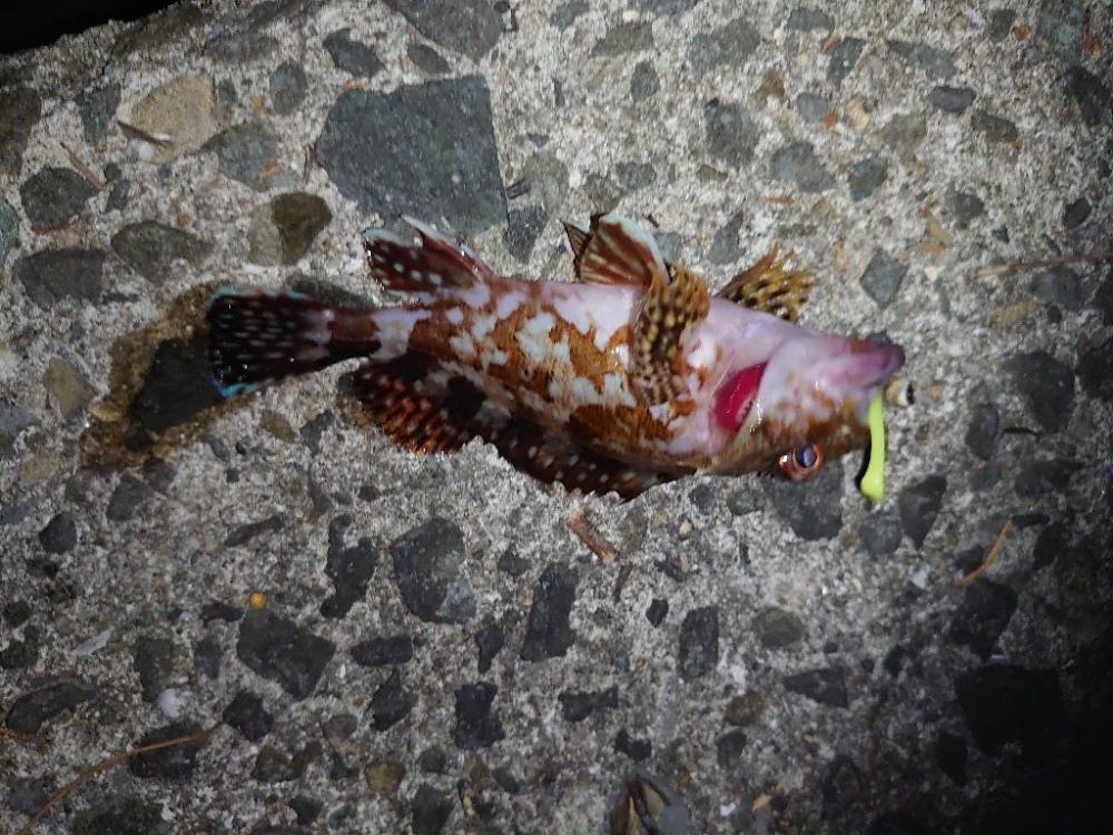 癒しのライトゲーム