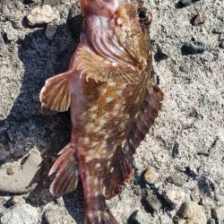 アジを探しに日本海遠征2アジング