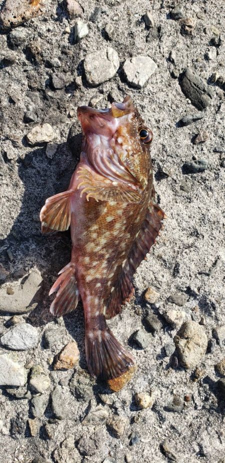 アジを探しに日本海遠征2アジング