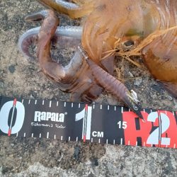 アオリイカ！自己記録更新！