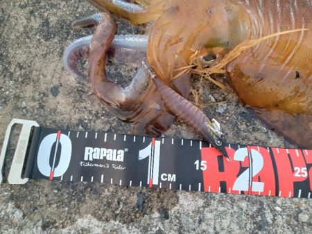 アオリイカ！自己記録更新！