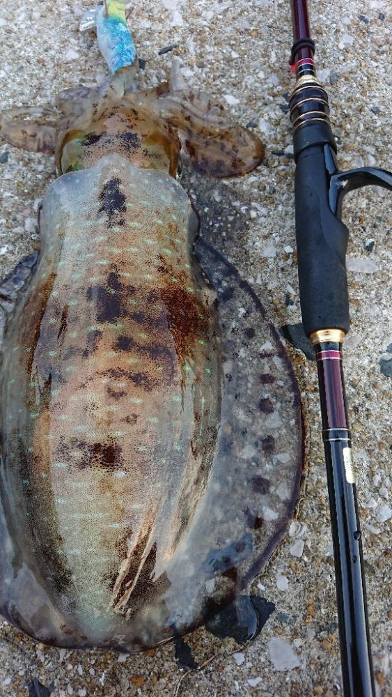 対馬エギング釣果