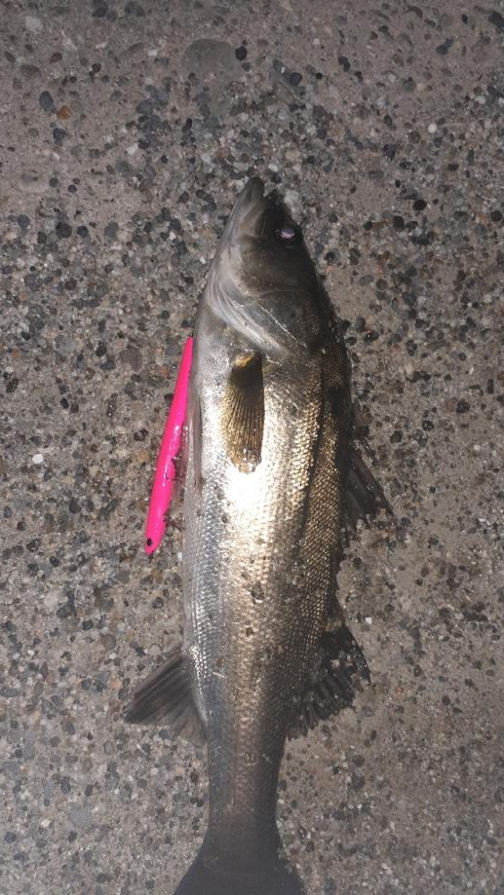 バチ調査いってきた！