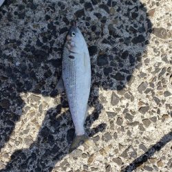 フカセ撃沈。フカセで安打。