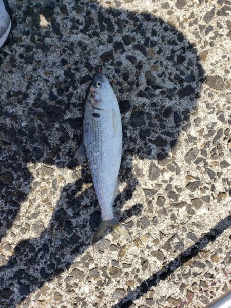 フカセ撃沈。フカセで安打。