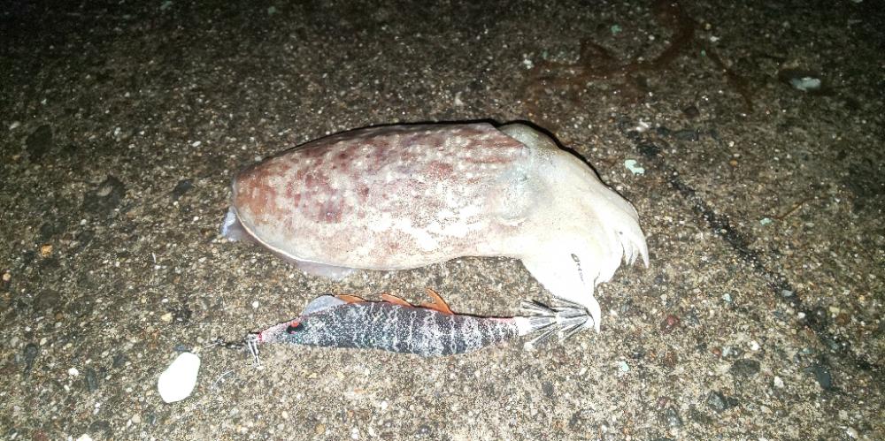 久しぶりの投稿