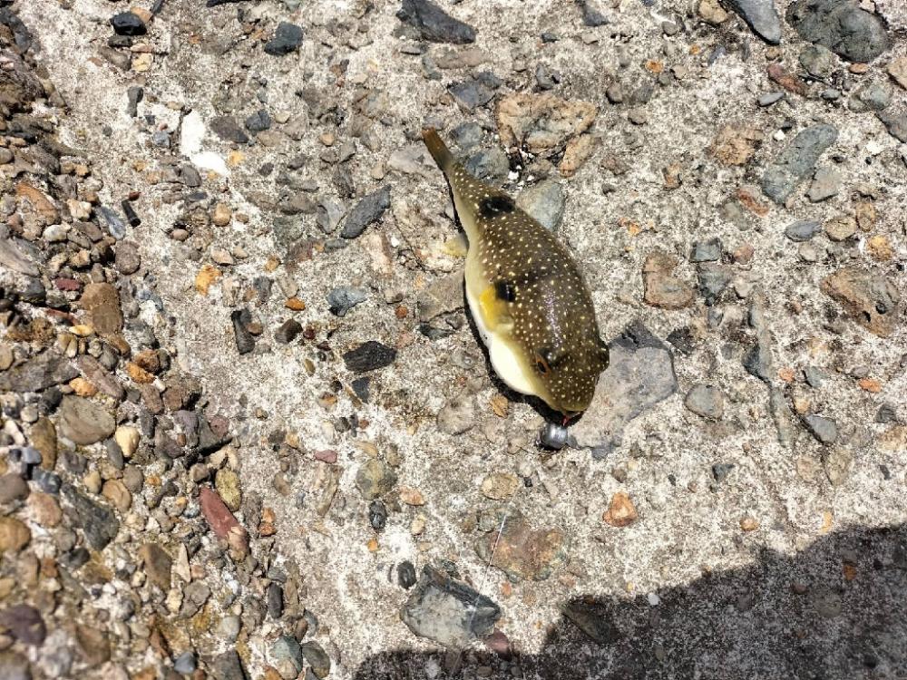 なかなか釣果が…