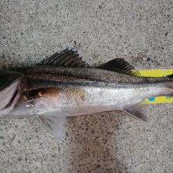 大阪市内シーバス調査2022vol.1