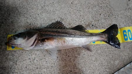 大阪市内シーバス調査2022vol.1