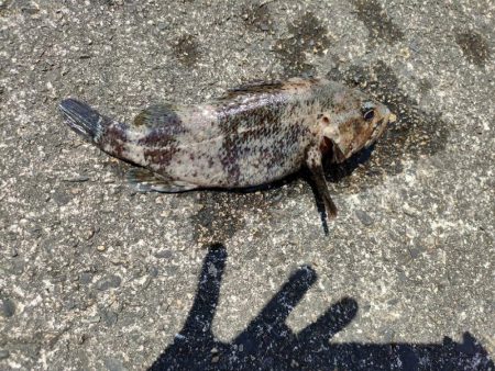 穴釣りがやめられない、とまらない