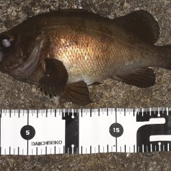 久しぶりのメバリング！