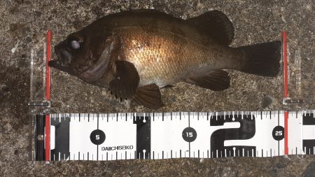 久しぶりのメバリング！