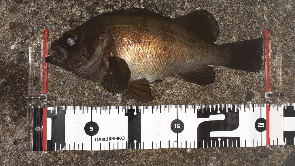 久しぶりのメバリング！