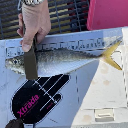 厳しいながらも、尺アジ