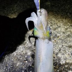 ナイトエギング