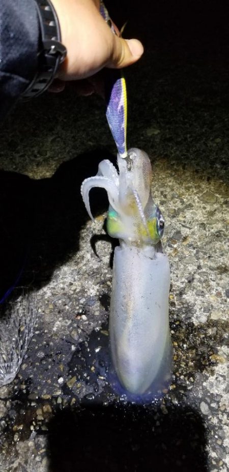 ナイトエギング