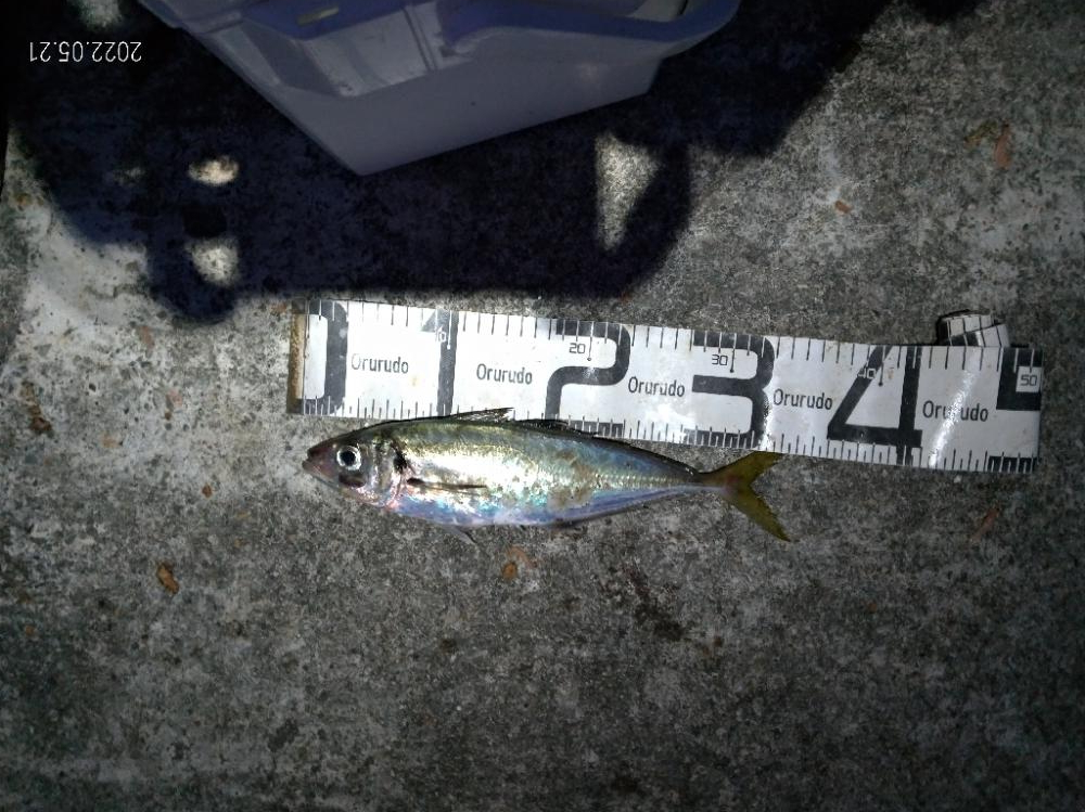 5/21釣果 中紀 マダイ