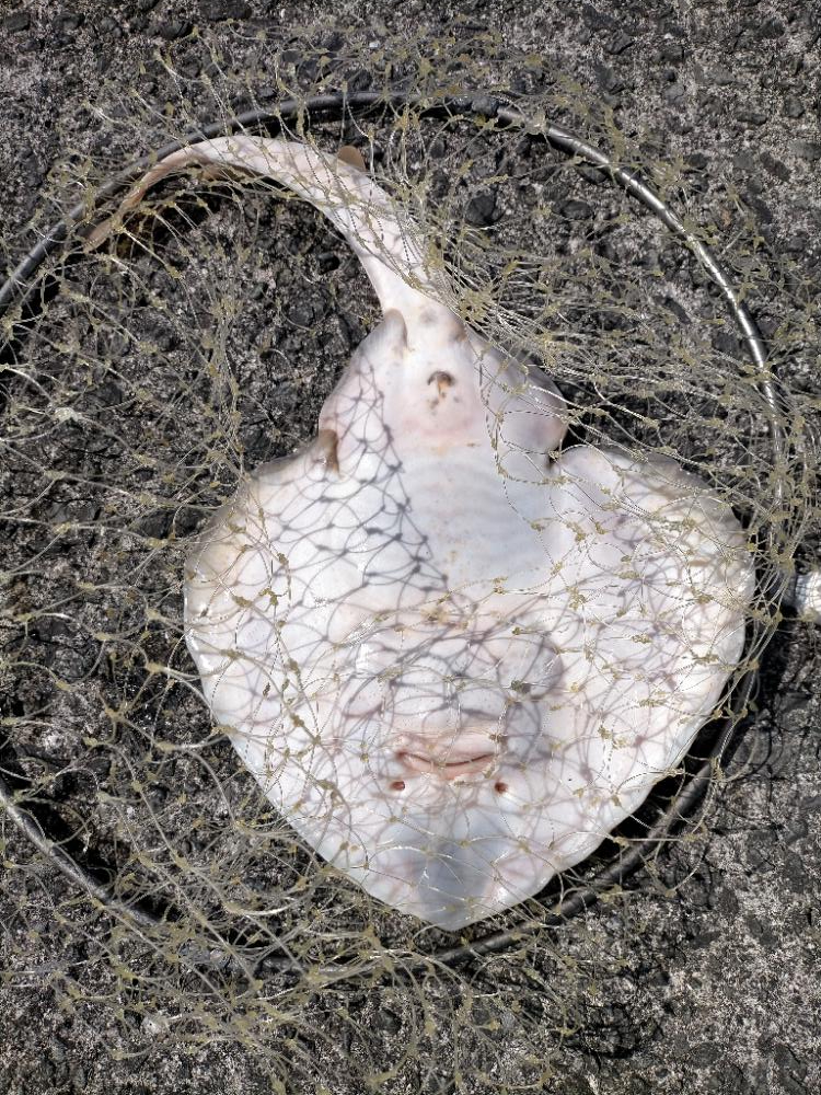 ∠(゚Д゚)/イェーイ