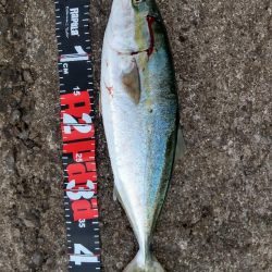 ショアプラッキング