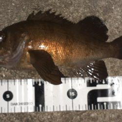 久々のメバリング