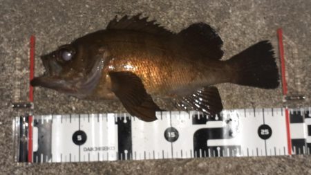 久々のメバリング