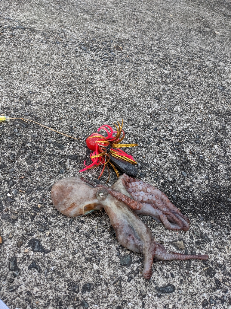 武庫川一文字タコ