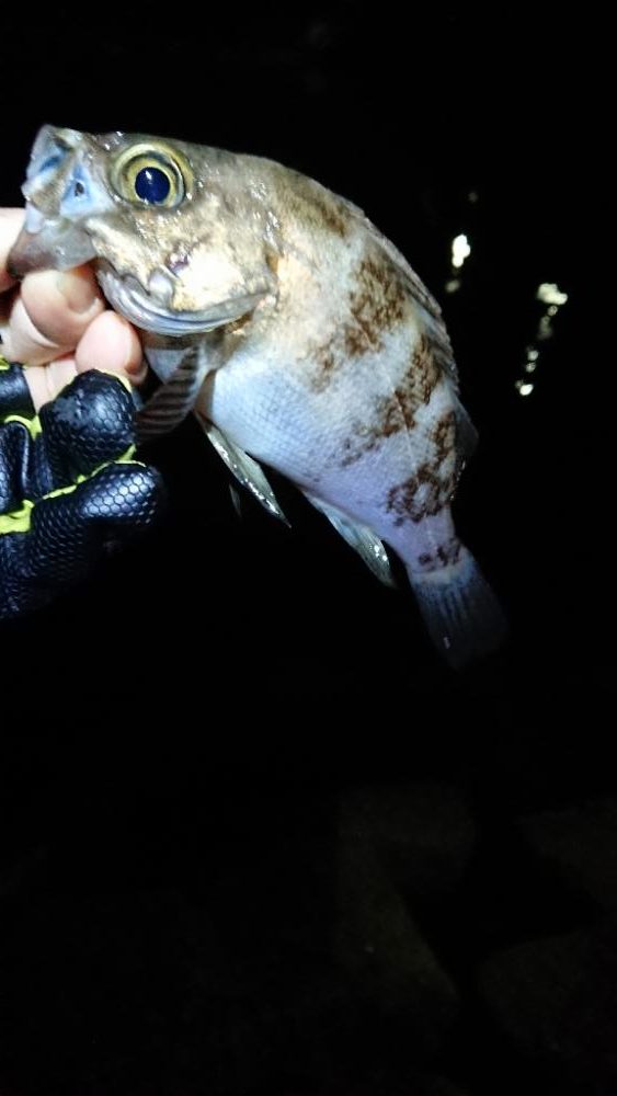 サーフメバリング