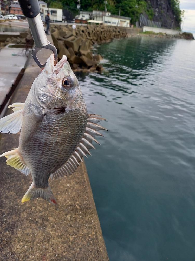 かご釣りチヌ