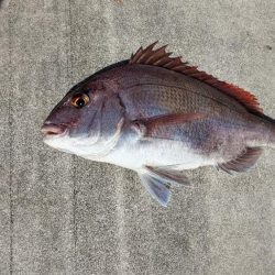 鷹巣沖　マダイ釣り