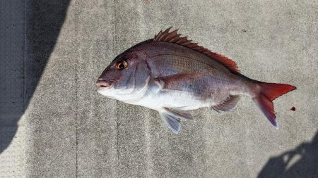 鷹巣沖　マダイ釣り