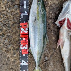 ショアプラッキング