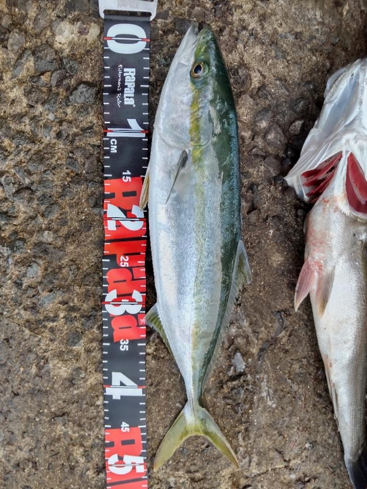 ショアプラッキング